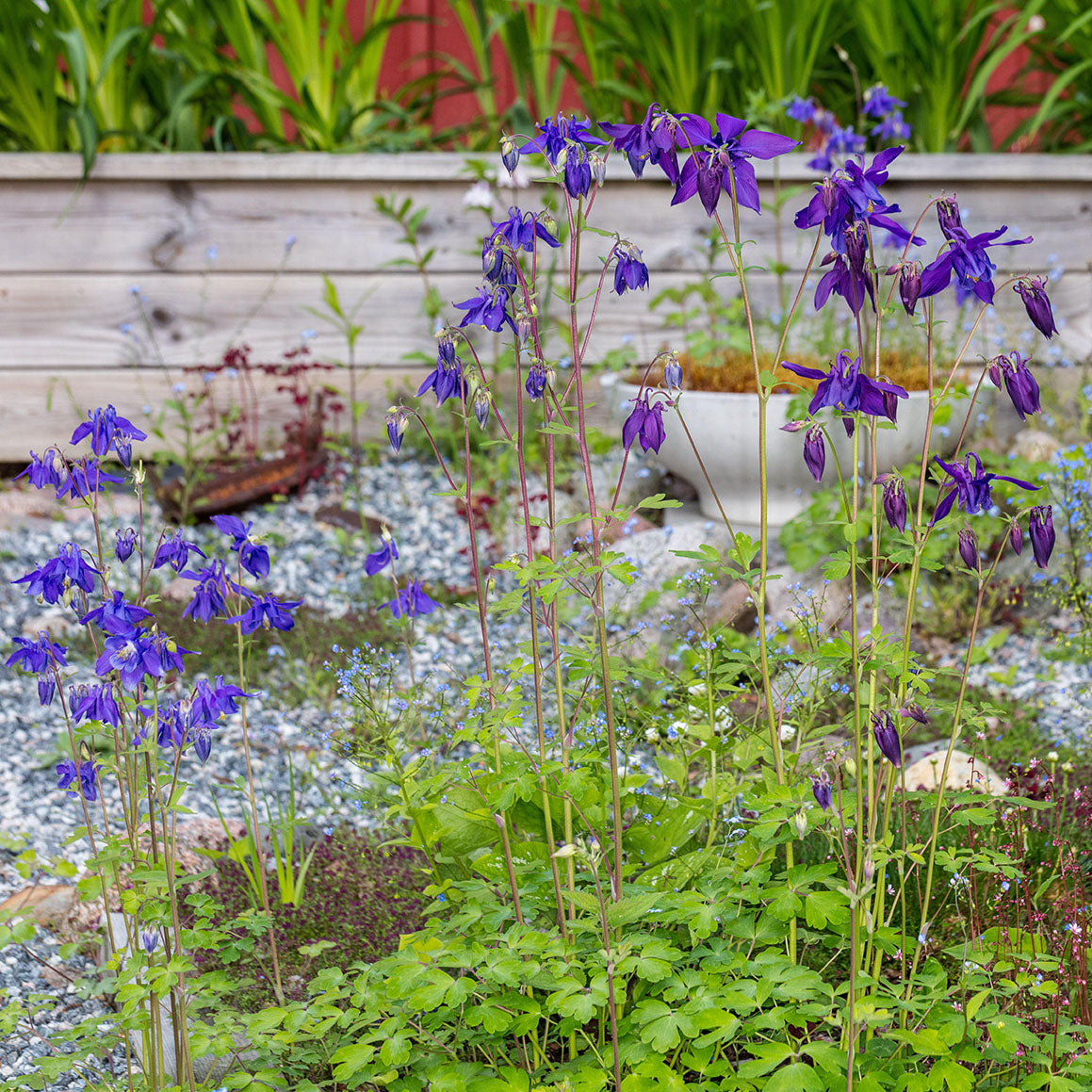 Alpine Columbine