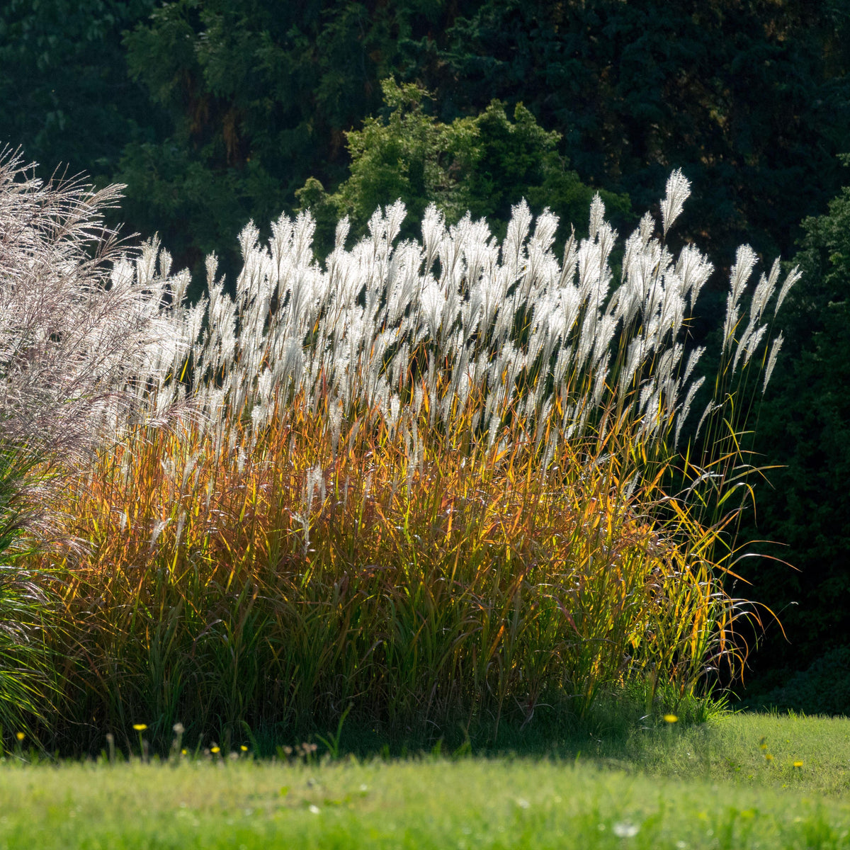 Miscanthus sinensis Purpurascens Flame Grass