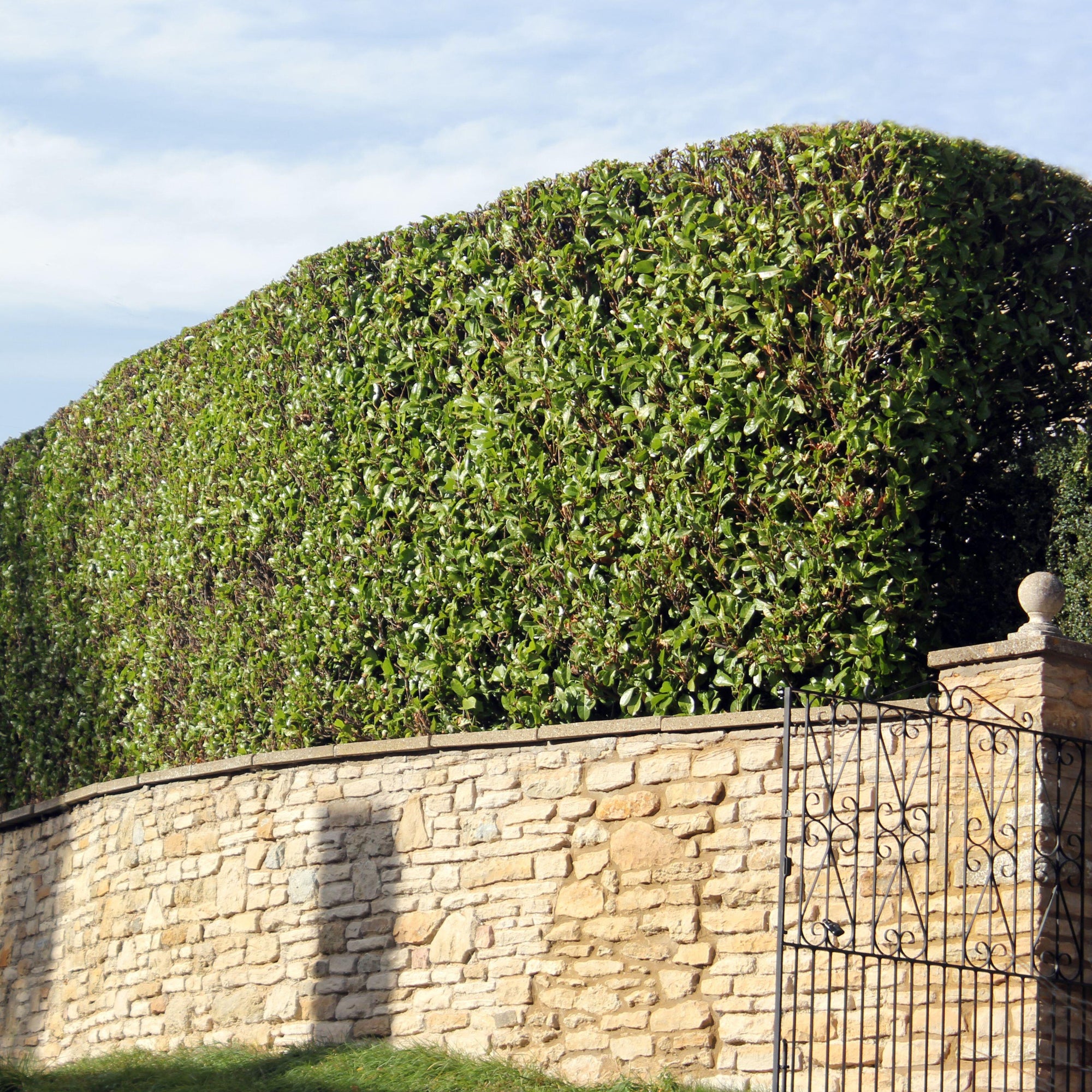 Hedges & Privacy