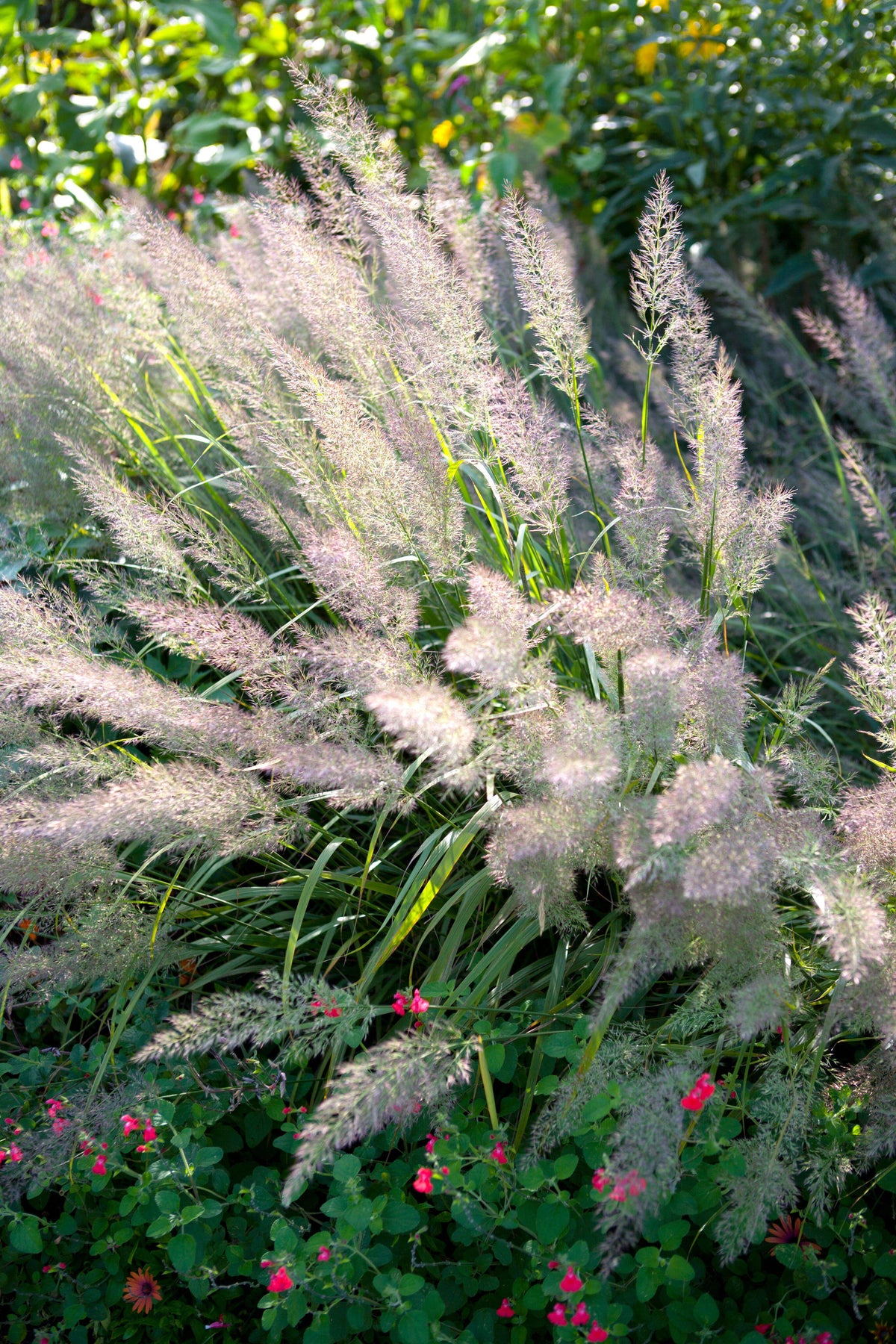 Korean Feather Grass