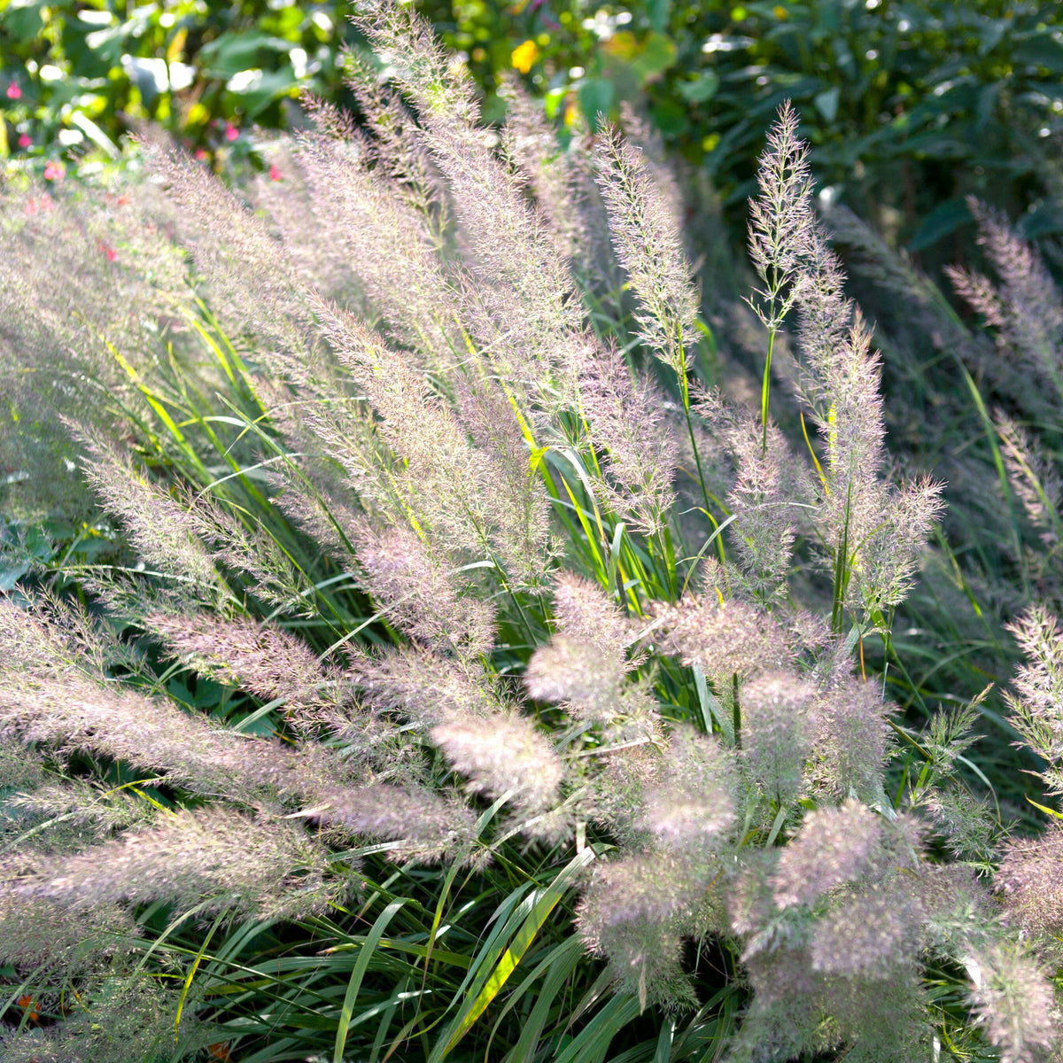 Korean Feather Grass Calamagrostis brachytricha