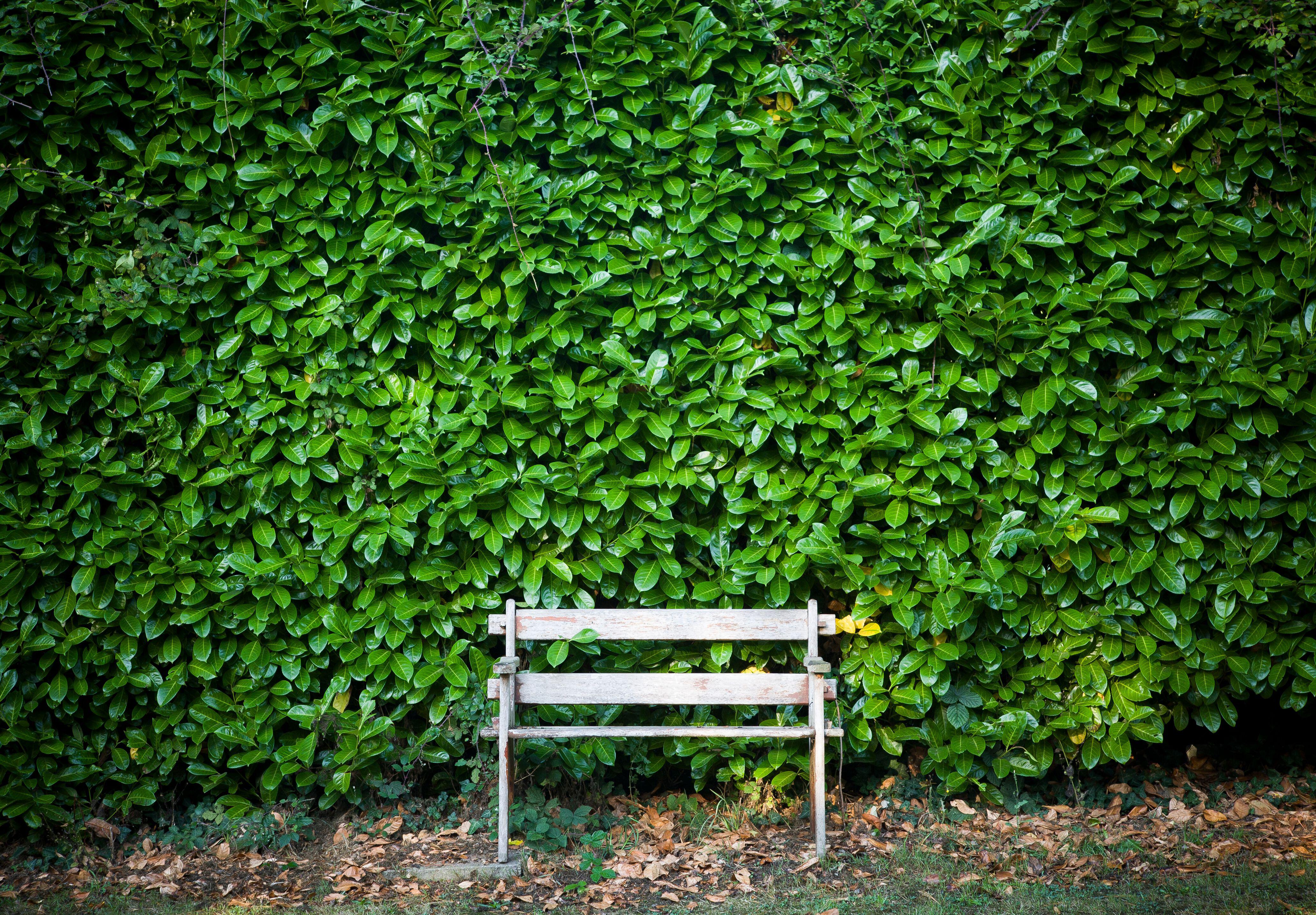 English Laurel hedge