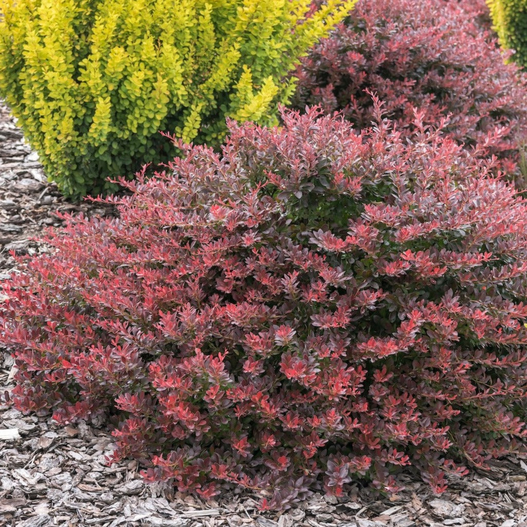 Barberry Crimson Pygmy