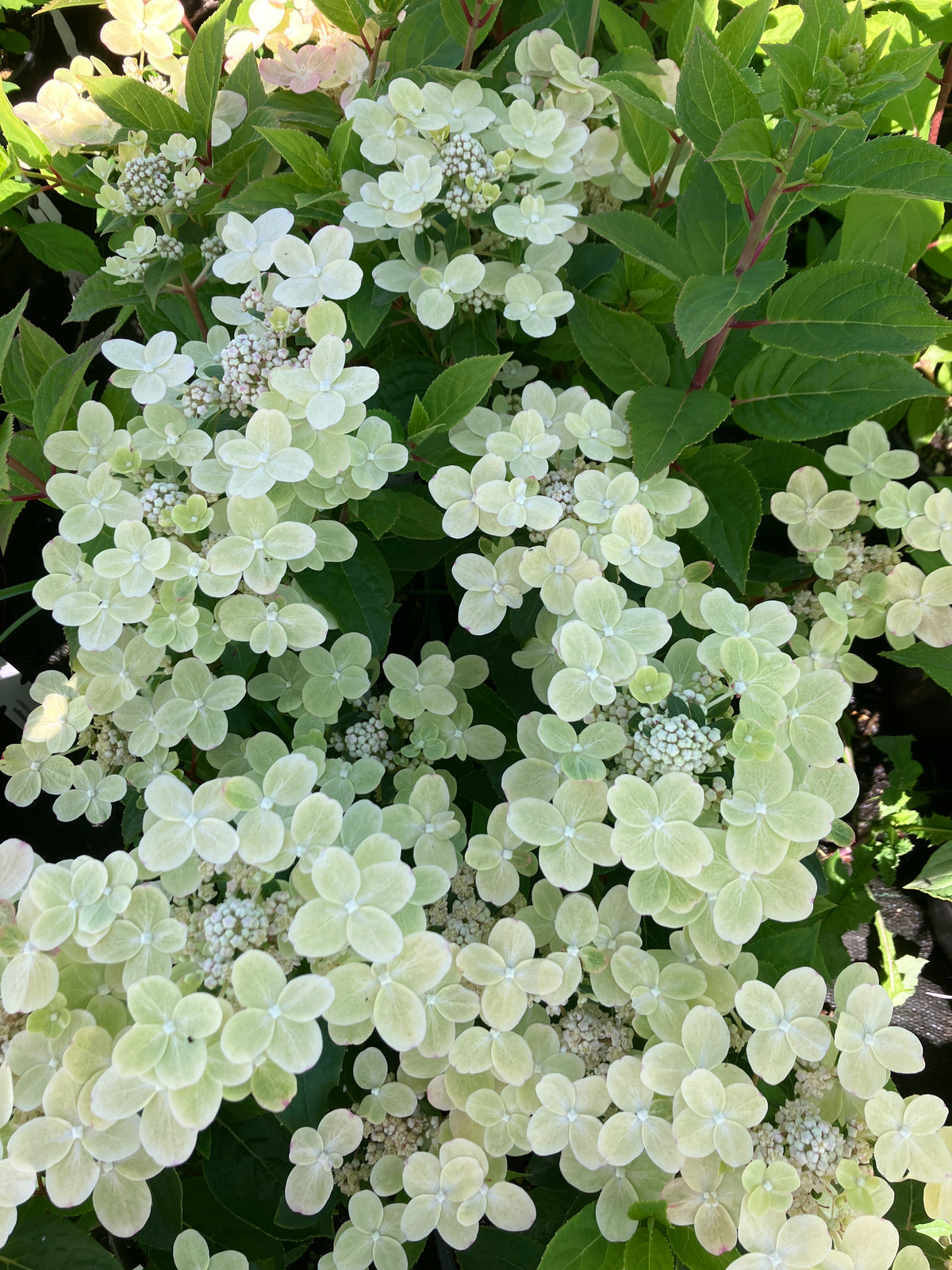 Early Evolution Panicle Hydrangea