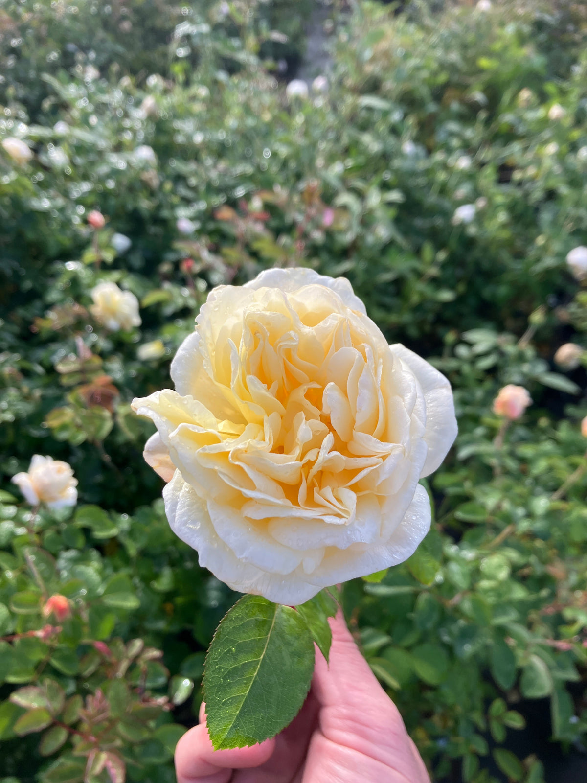 Moonlight Romantica® Rose