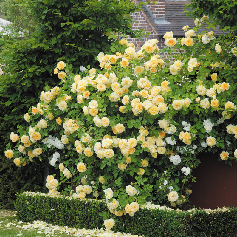 Teasing Georgia® Rose