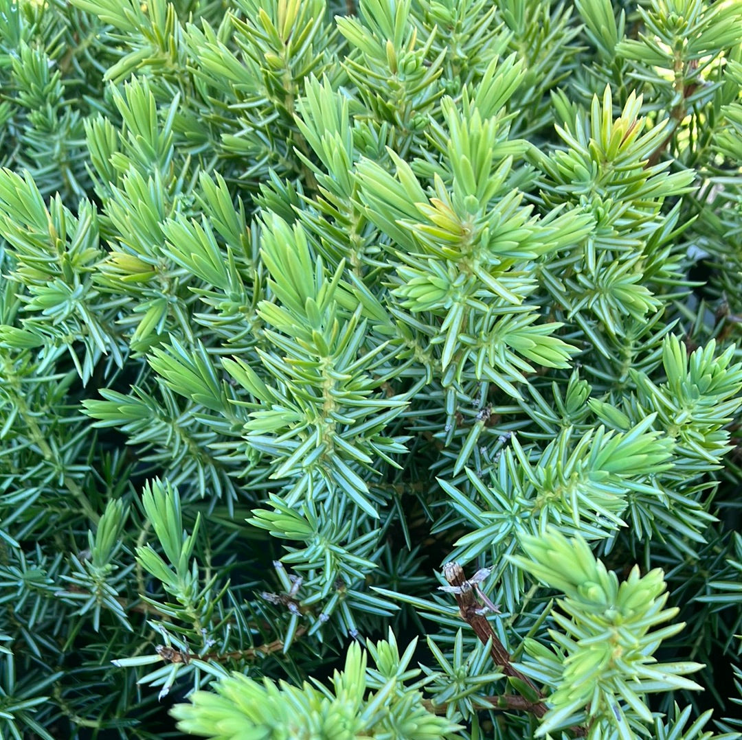 Blue Pacific Shore Juniper