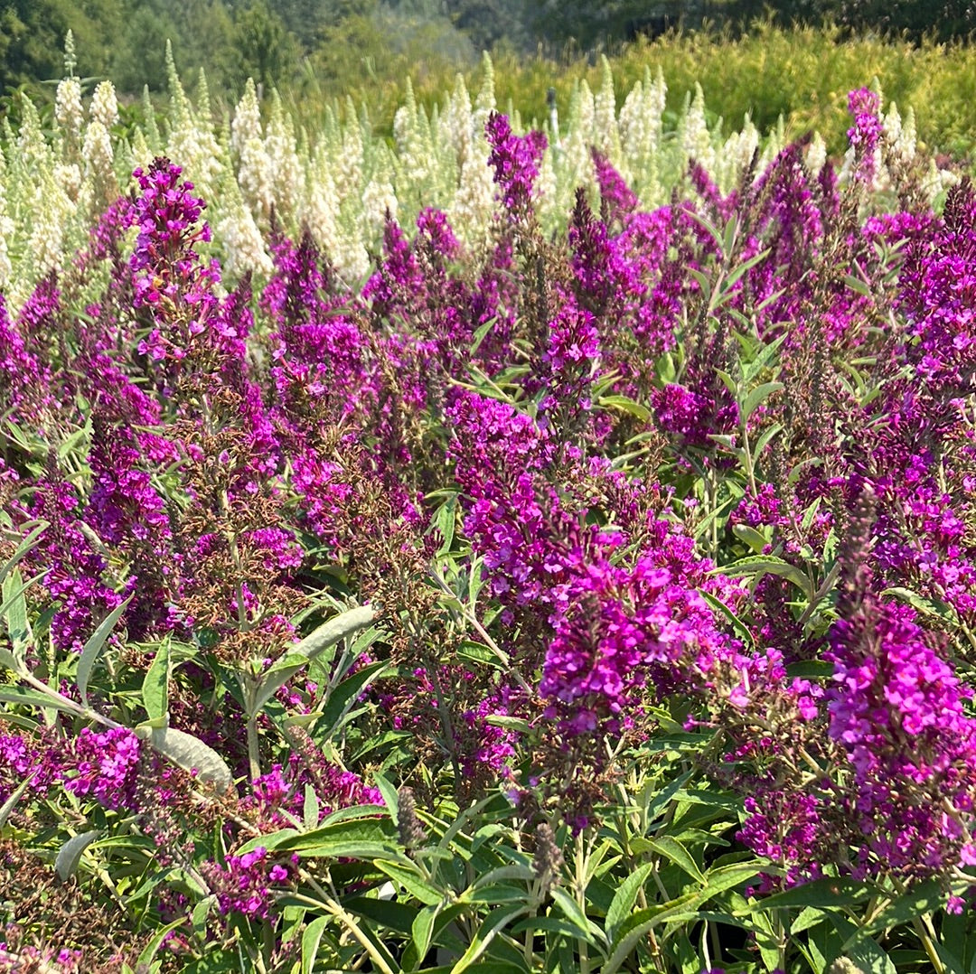Butterfly Bush ‘Buzz Magenta’