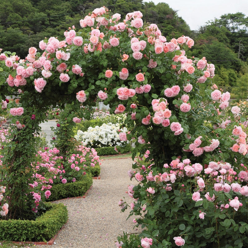 Strawberry Hill Rose