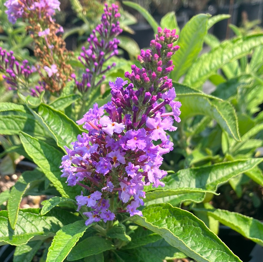 Pugster® Amethyst Butterfly Bush