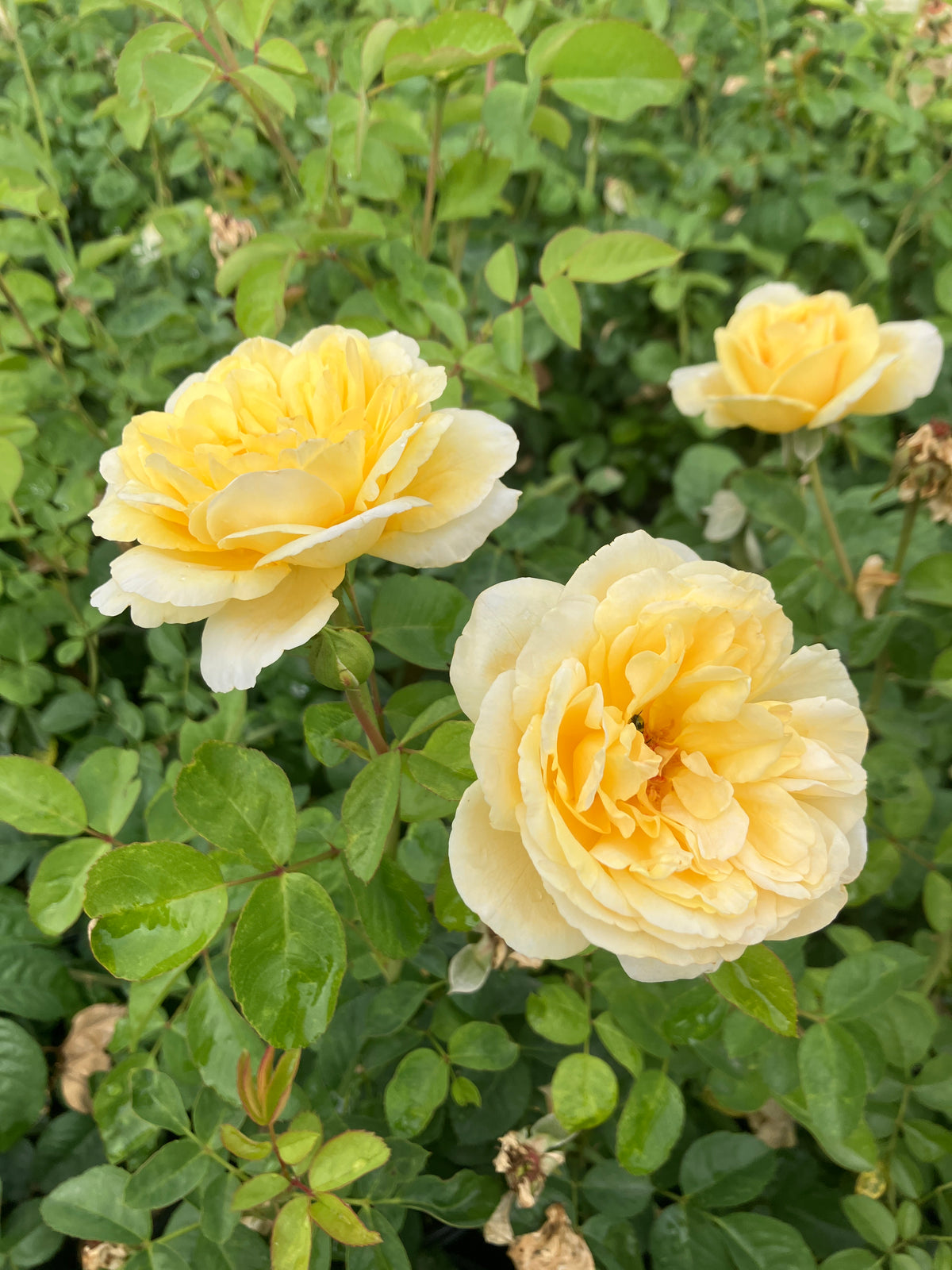 Moonlight Romantica® Rose