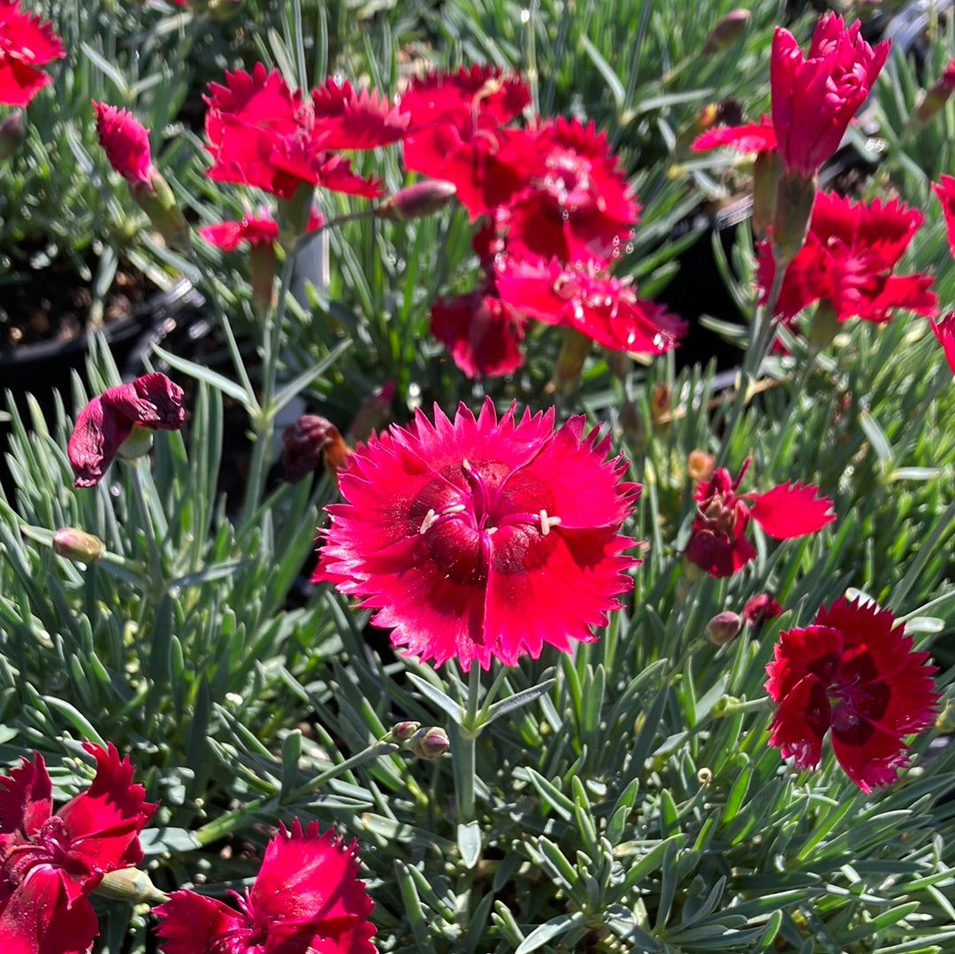 Dianthus 'Fire Star'