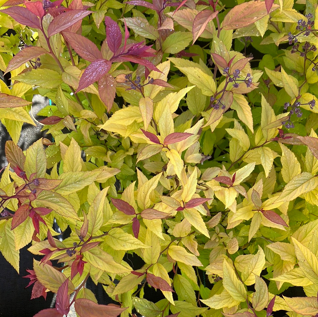 Spirea &#39;Gold Flame&#39;