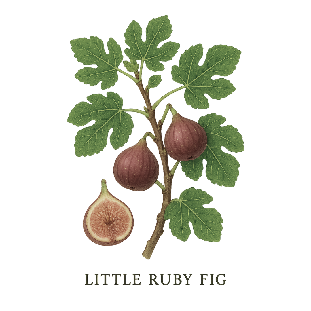 Little Ruby Fig