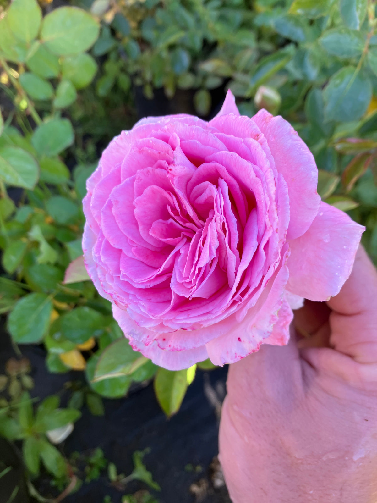 Summer Romance Parfuma® Rose