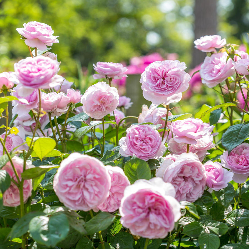 Olivia Rose Austin (Bare Root)