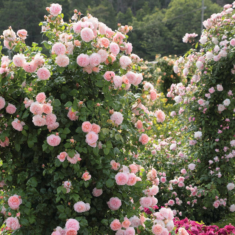 Strawberry Hill Rose