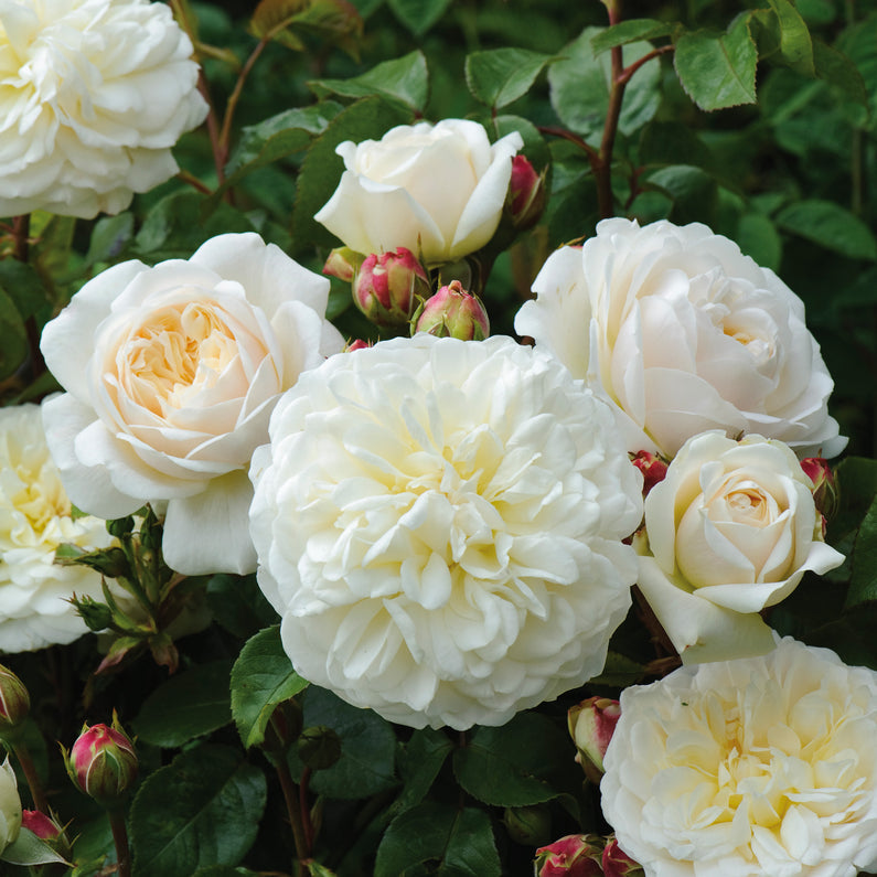 Tranquility Rose (Bare Root)