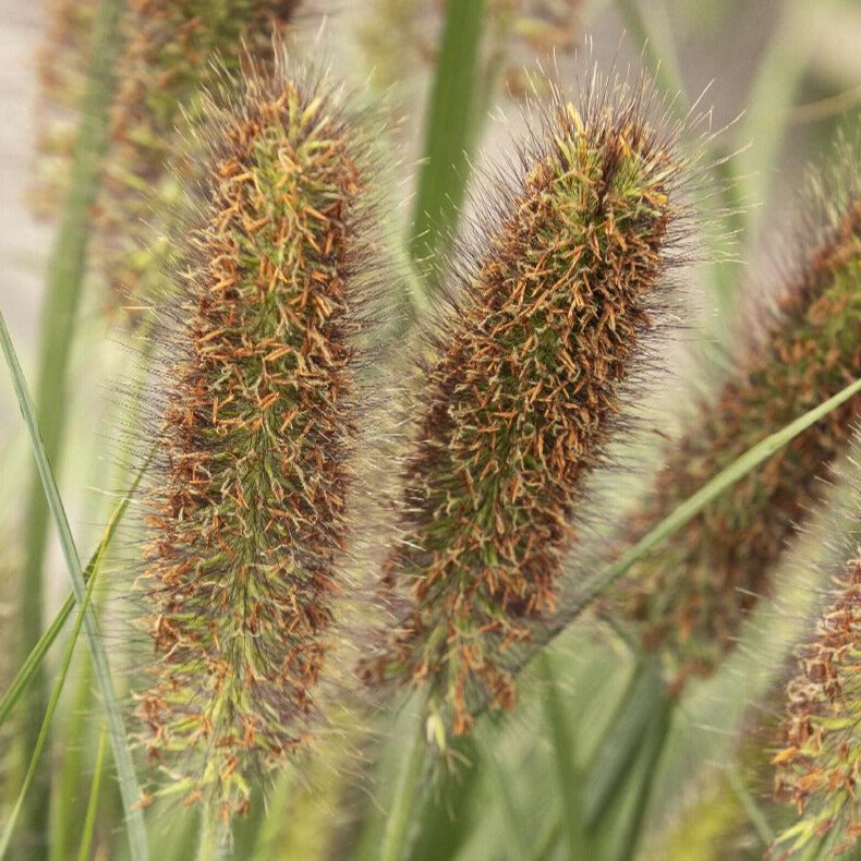 Ginger Love Fountain Grass