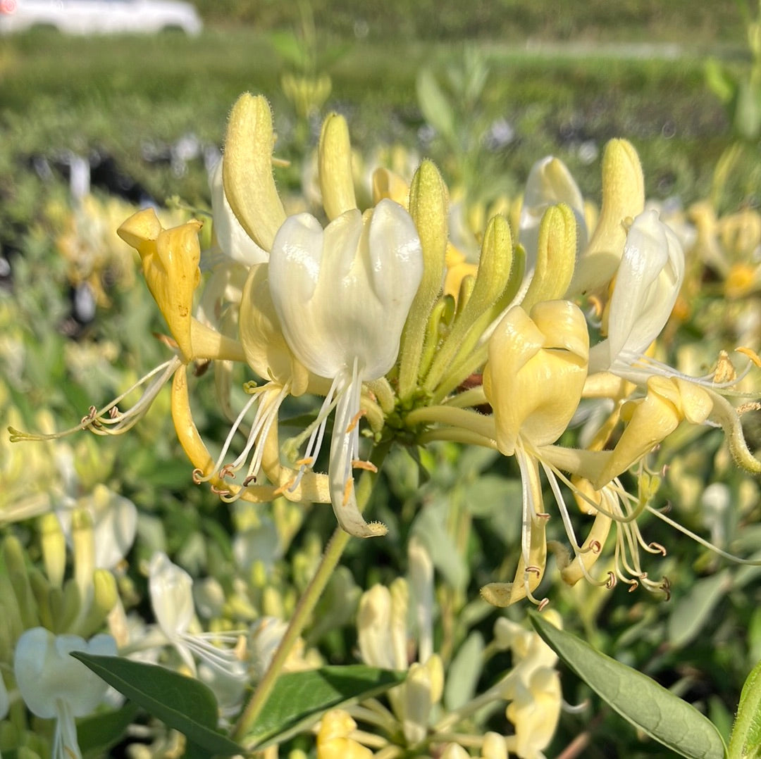 Scentsation&#39; Honeysuckle