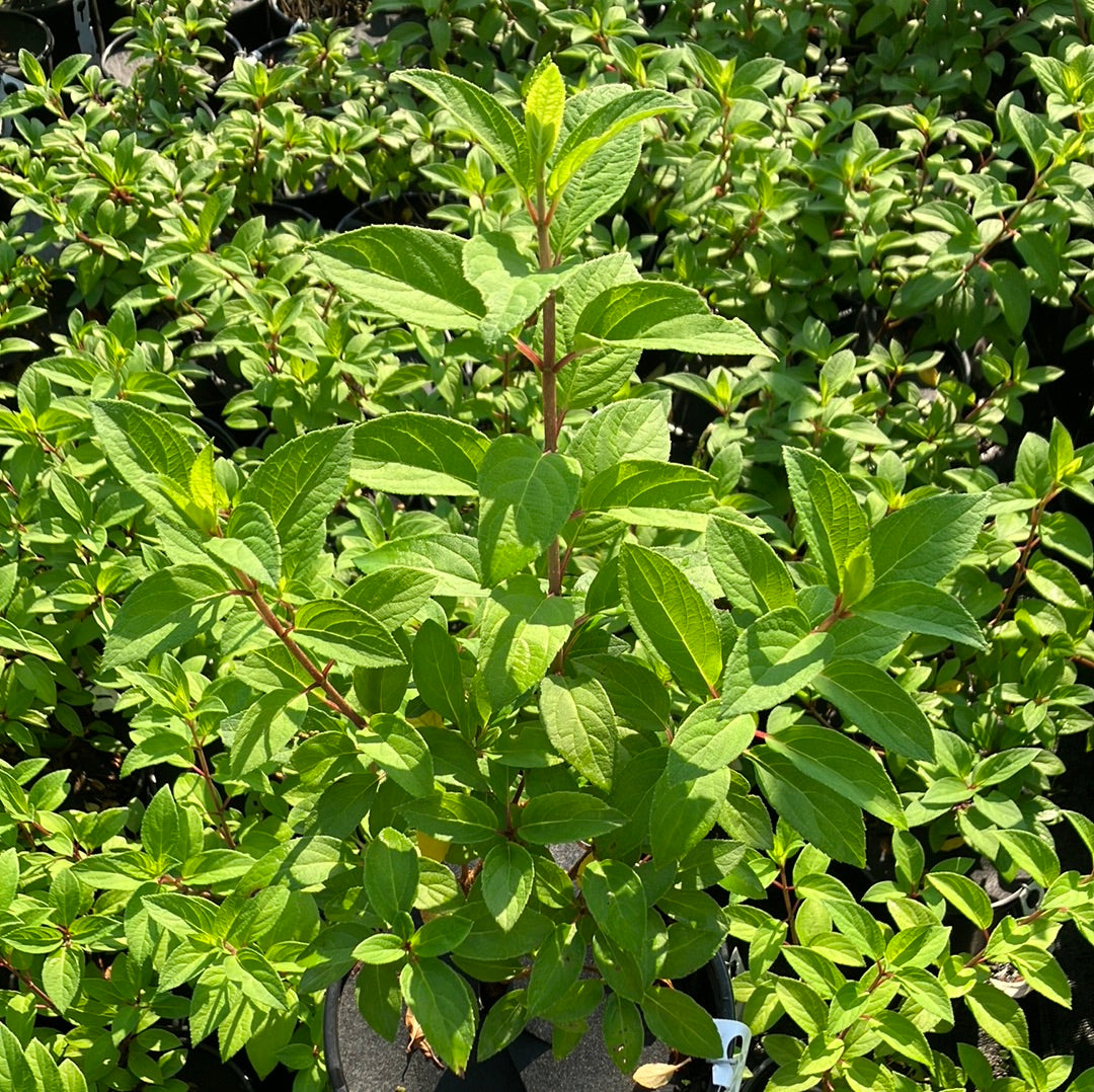 Bobo® Panicle Hydrangea