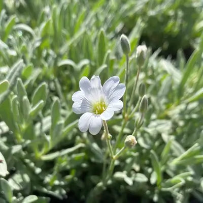 Snow in Summer &#39;Yo Yo&#39;