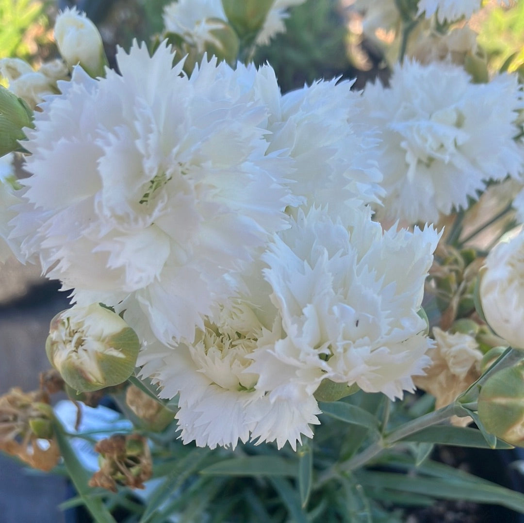 Dianthus ‘Early Bird Frosty’
