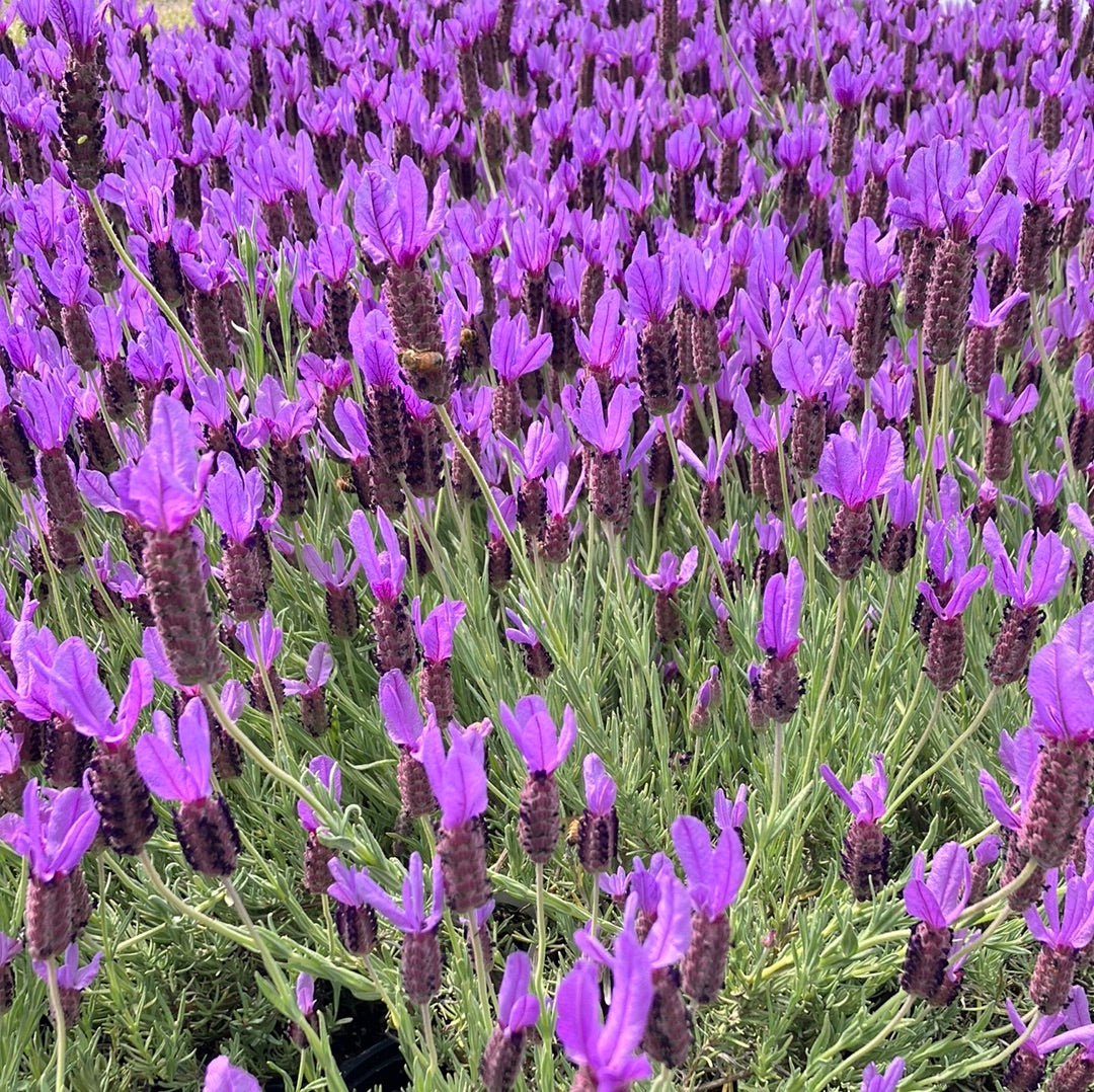 crocus lavender plants Spanish Lavender 'Otto Quast'