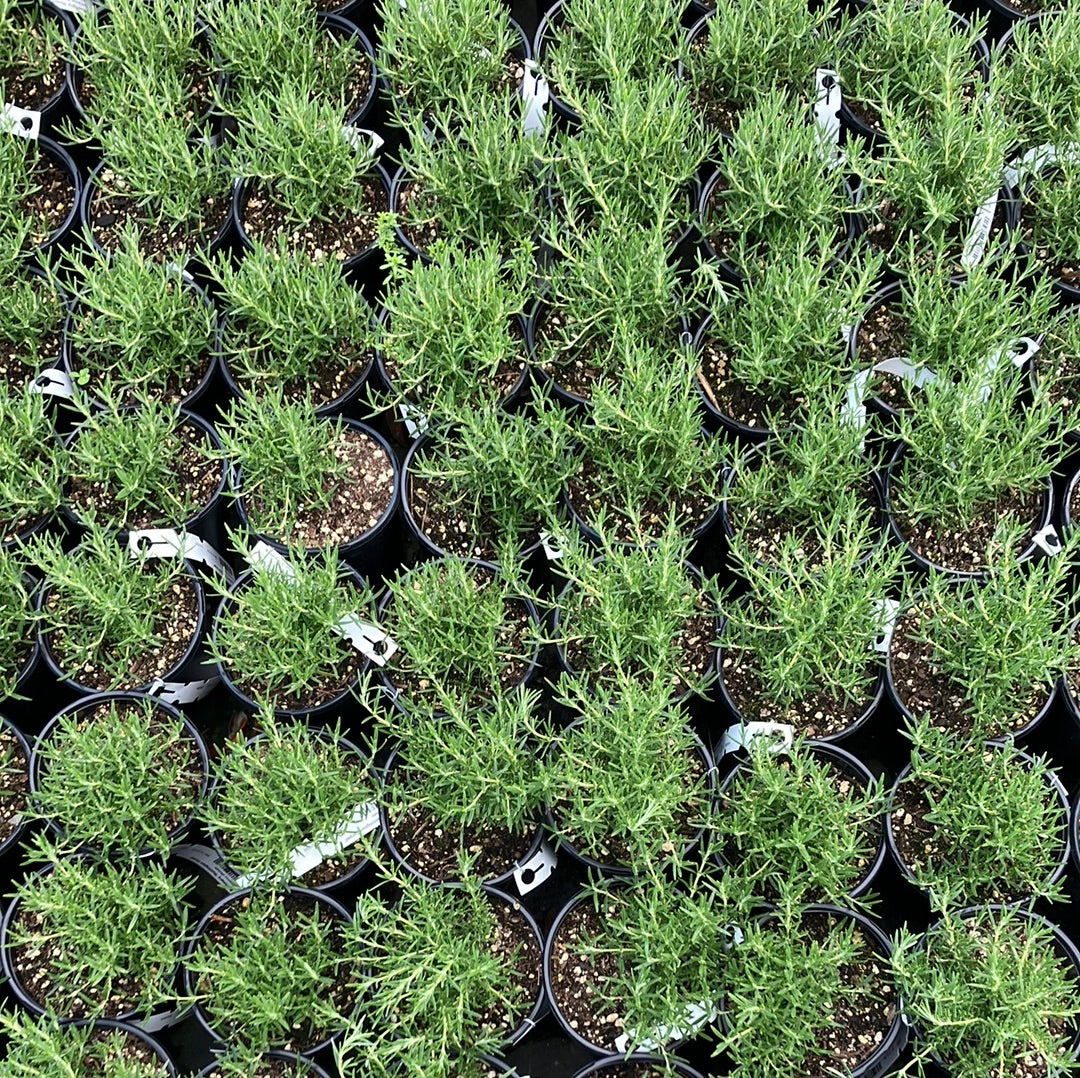 Rosemary ‘Huntington Carpet’ for Sale Online - The Greenhouse
