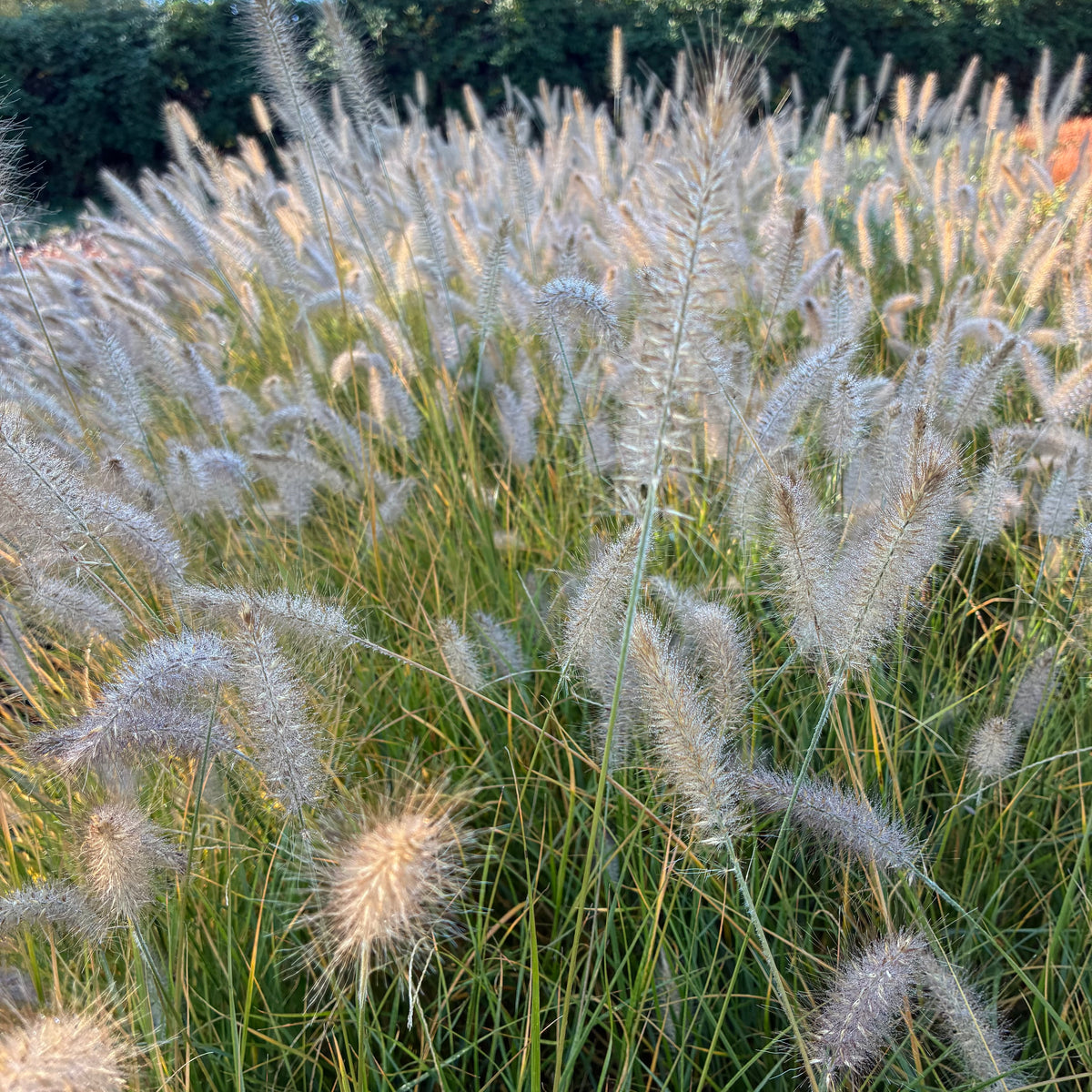 Dwarf Fountain Grass 'Hameln'