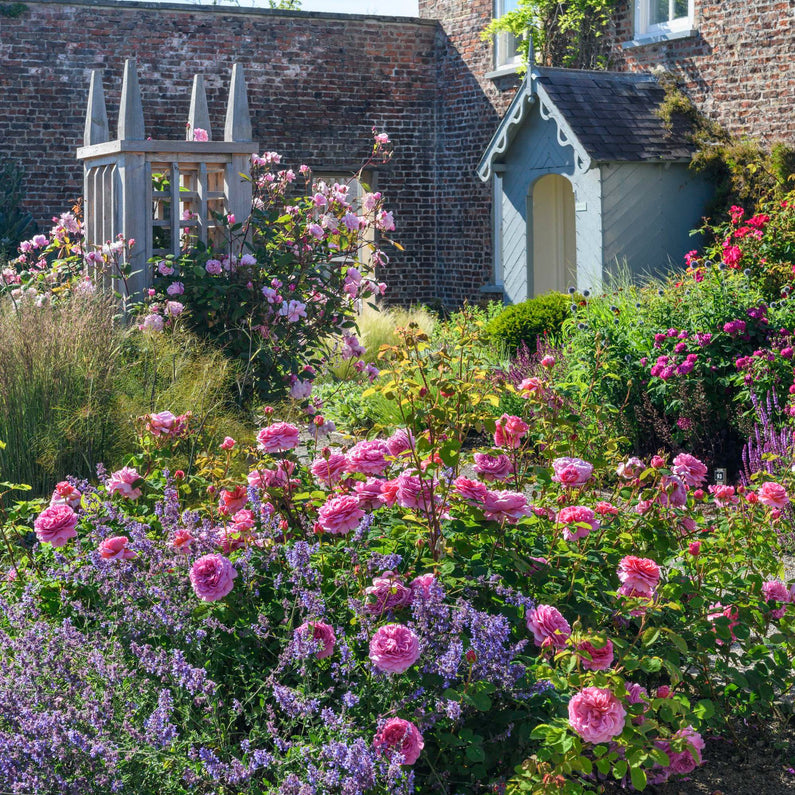Princess Alexandra of Kent Rose (Bare Root)