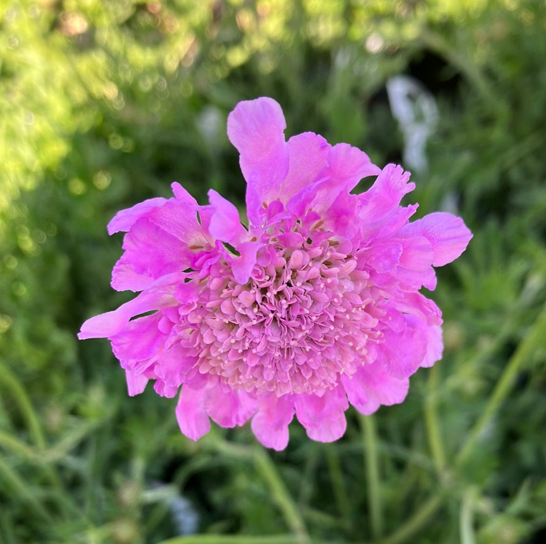 Pink Mist Pincushion Flower