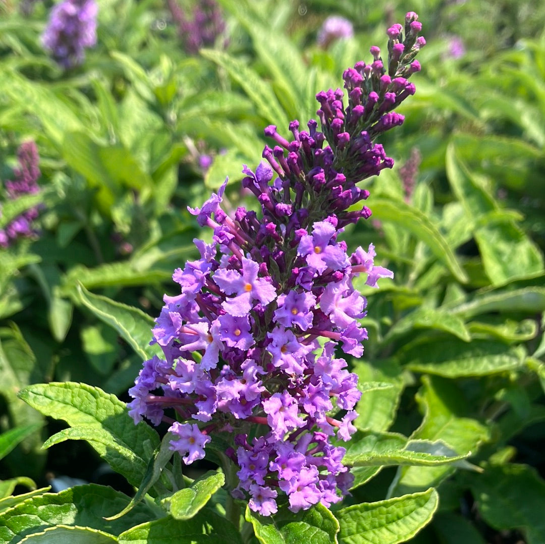 Pugster® Amethyst Butterfly Bush