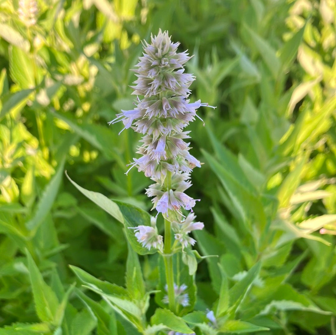 Blue Fortune Hyssop