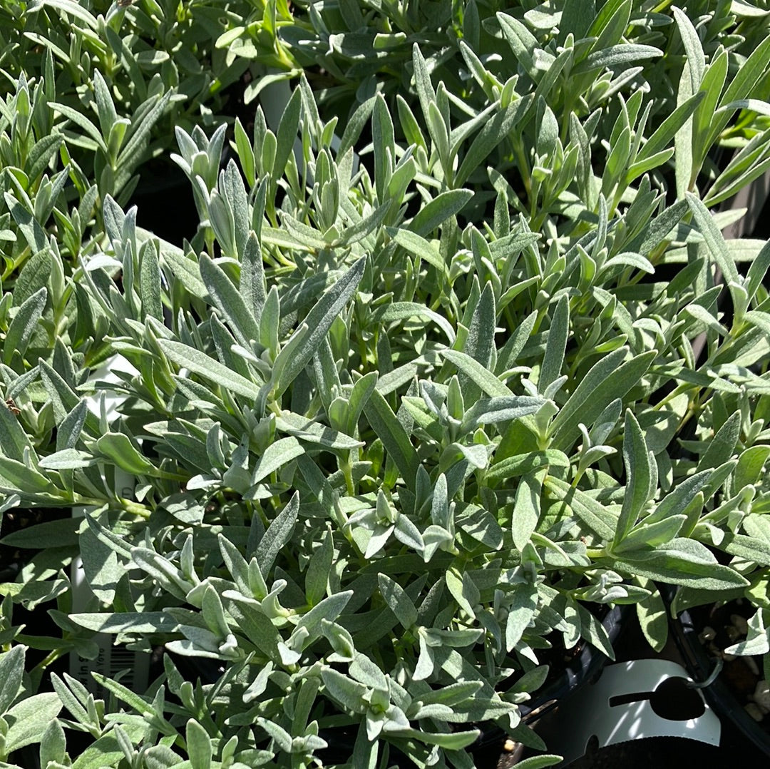 Snow in Summer &#39;Yo Yo&#39;