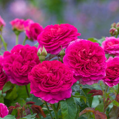 ROSETAcquaロゼアクア　ジョウロ Antike Watch Japanese Florist Shrub Rose – Highgarden Roses