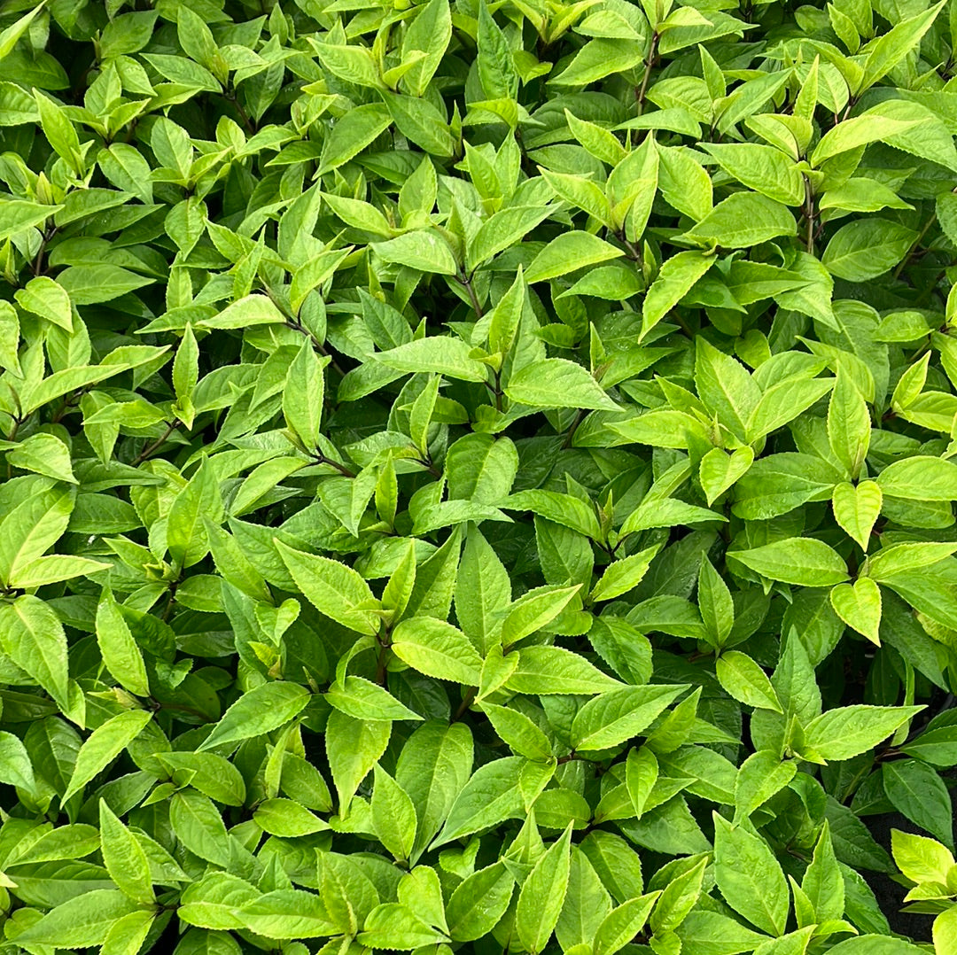 Hydrangea Game Changer Pink