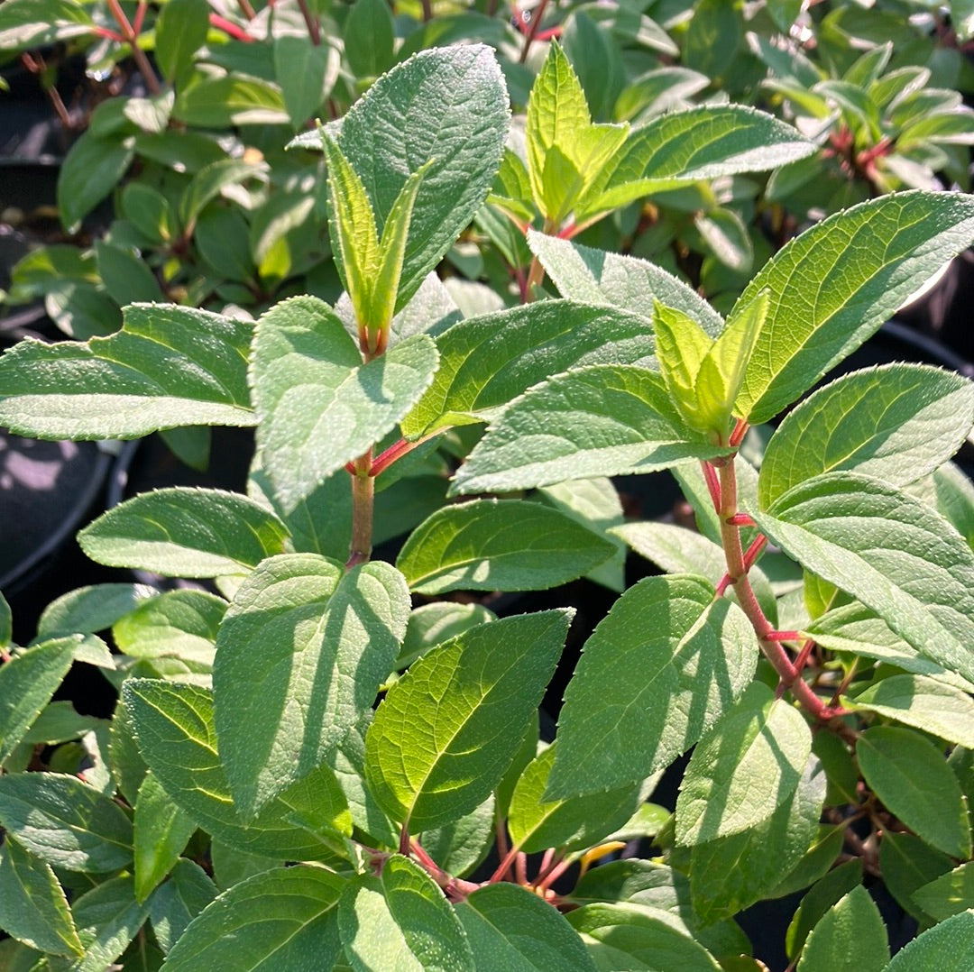 Bobo® Panicle Hydrangea