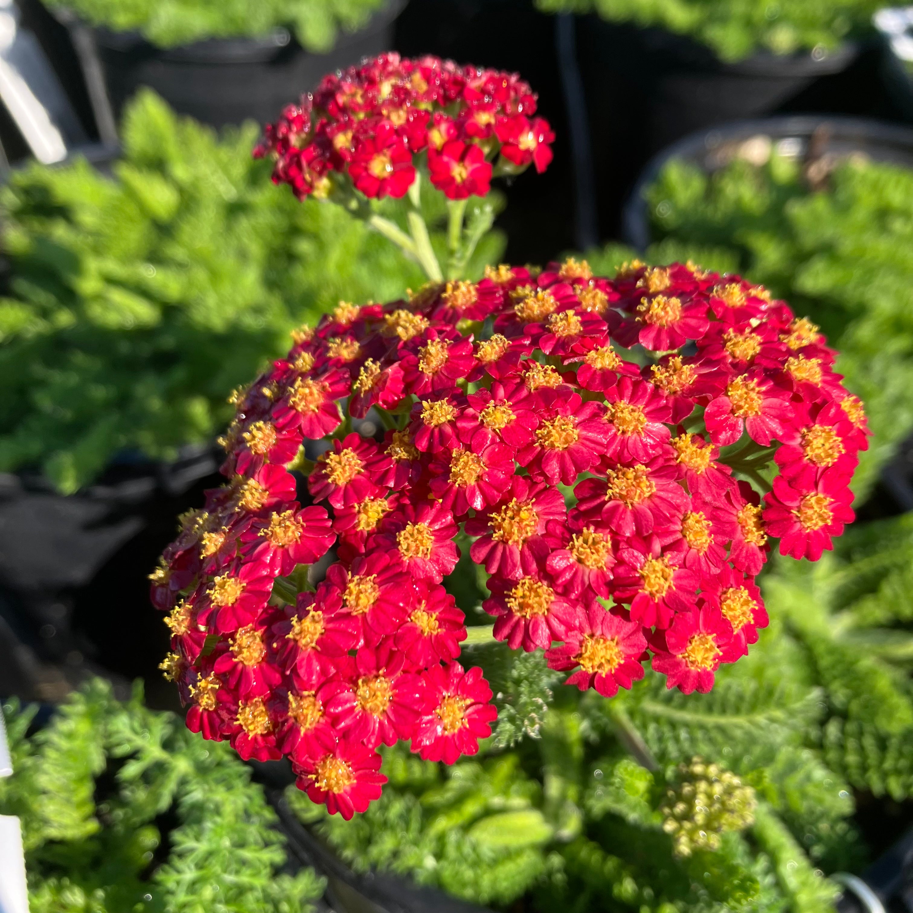 Achillea Desert Eve™ 'Red Improved' Yarrow