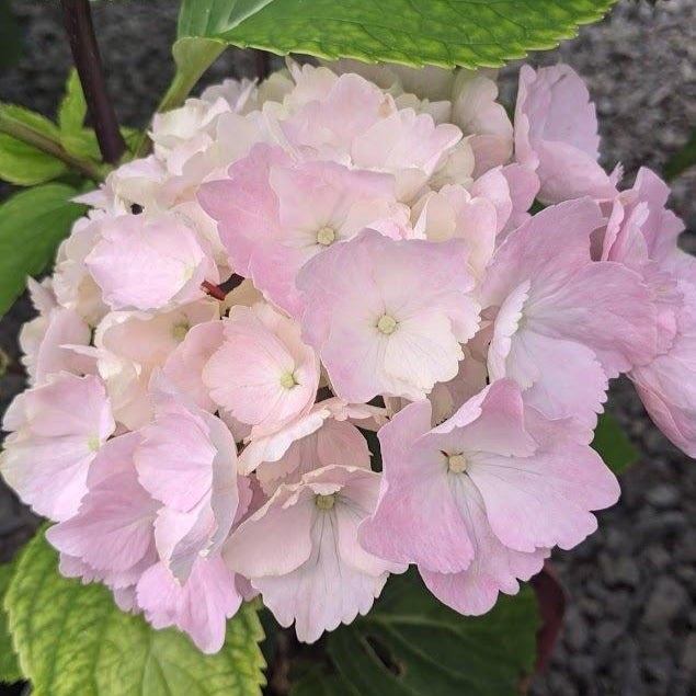 Hydrangea Onyx™ Flamingo