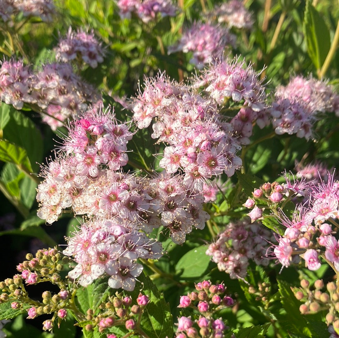 Spirea &#39;Little Princess&#39;