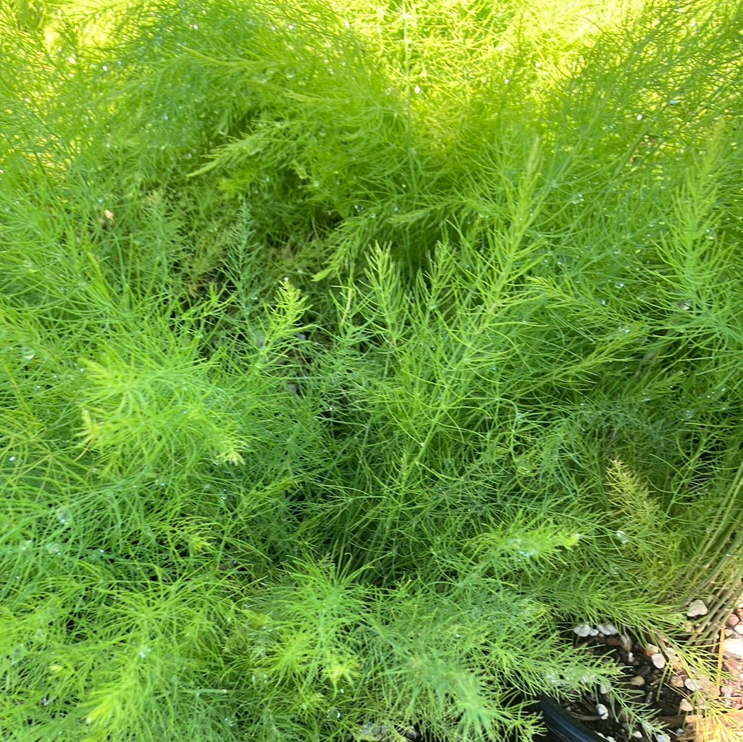 Asparagus ‘Mary Washington’