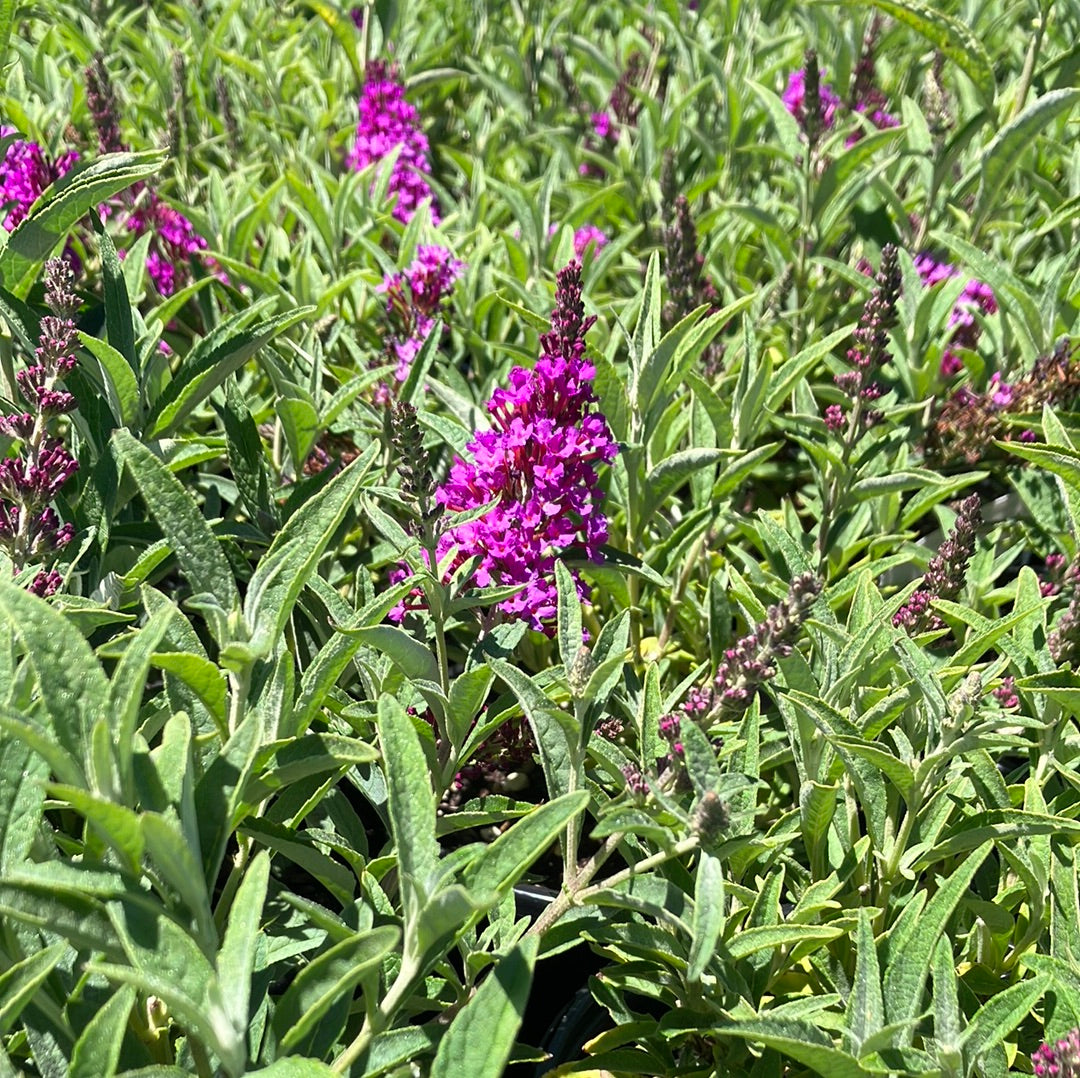 Butterfly Bush ‘Buzz Magenta’