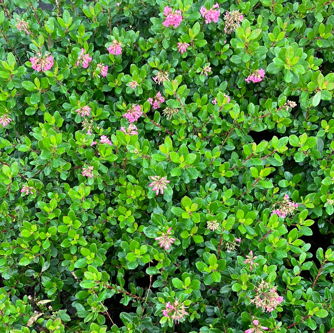 Escallonia &#39;Pink Princess&#39;