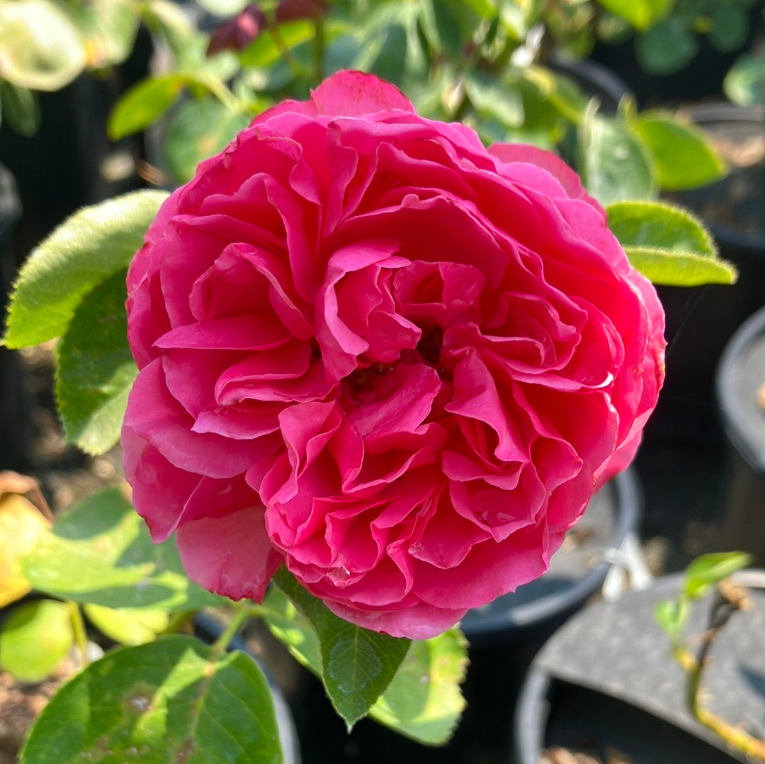 Pink Traviata® Rose