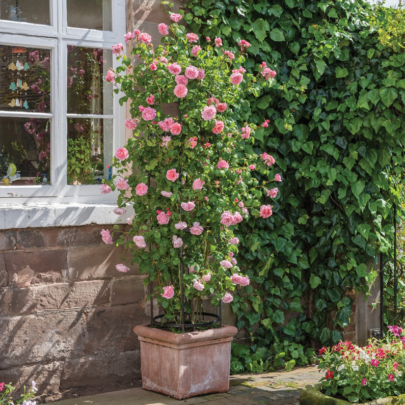 Strawberry Hill Rose