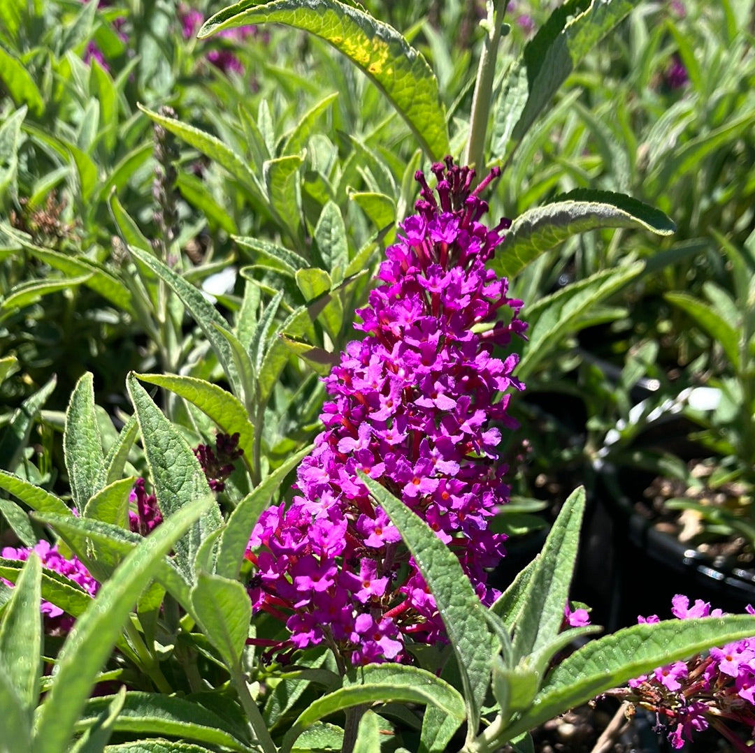 Butterfly Bush ‘Buzz Magenta’
