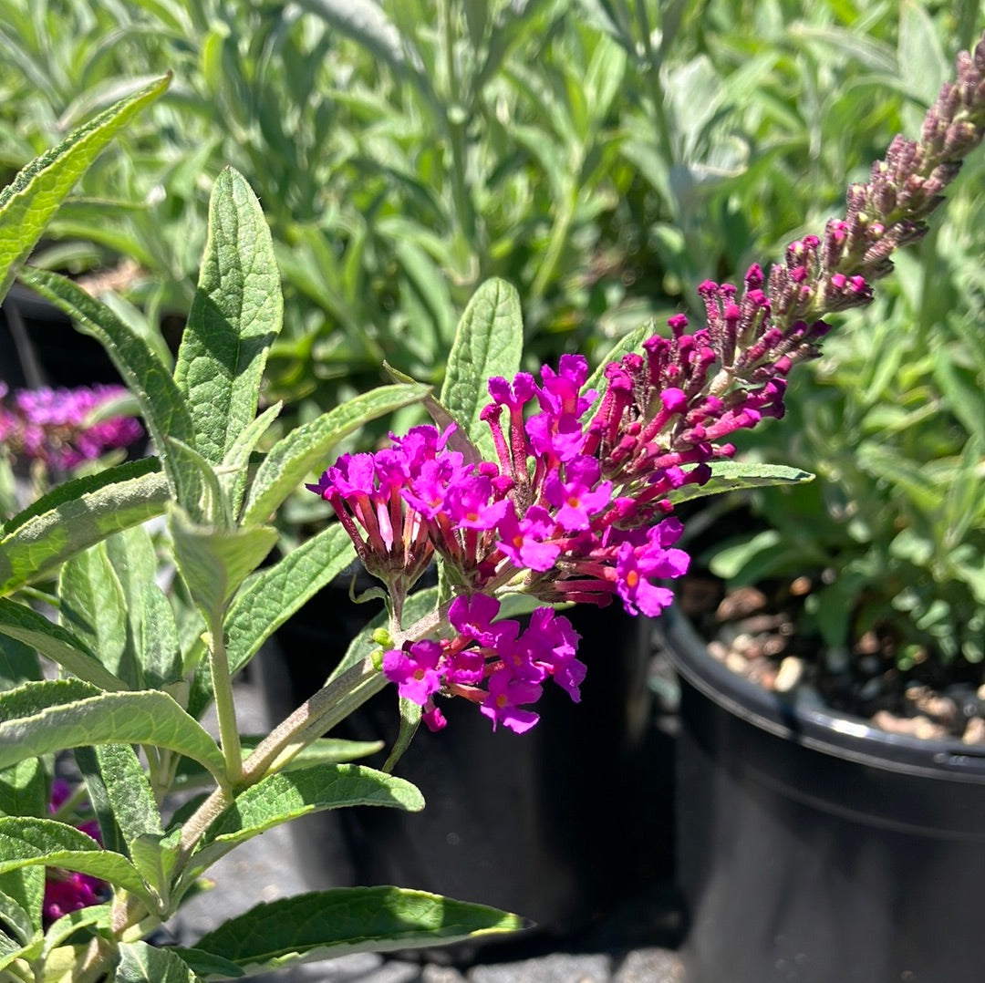 Butterfly Bush ‘Buzz Magenta’