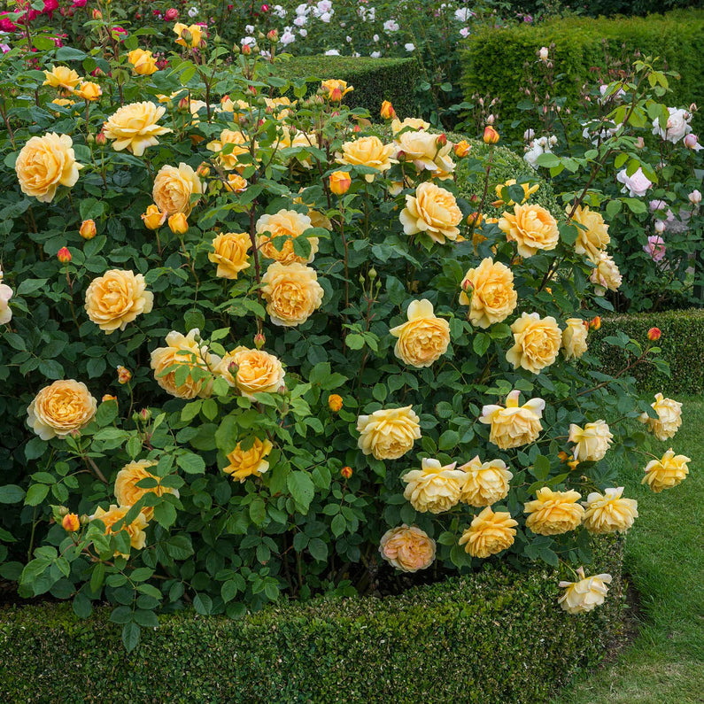 Golden Celebration Rose