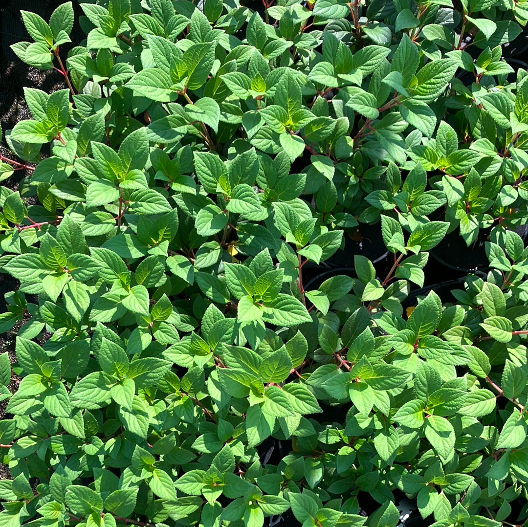 Little Quick Fire® Panicle Hydrangea